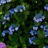 紫陽花