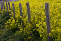 谷間の菜の花