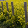 谷間の菜の花