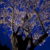 山の桜
