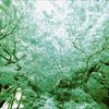 霊樹