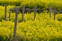 谷間の菜の花