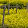 谷間の菜の花
