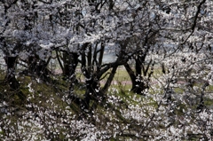 宮川堤の桜