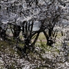 宮川堤の桜