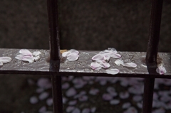 桜散る