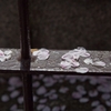 桜散る