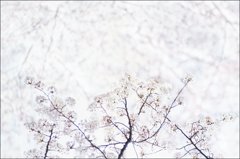 さくら