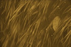 近江五箇荘にて　（セピア）