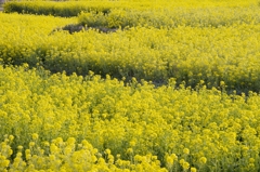 谷間の菜の花