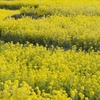 谷間の菜の花