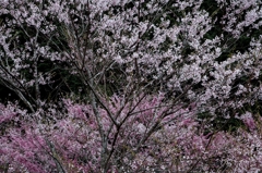 山の桜