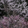 山の桜