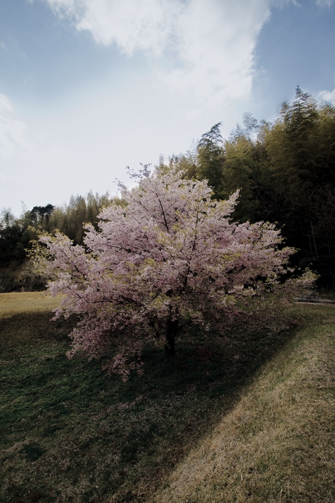 桜