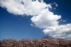 宮川堤の桜