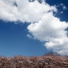 宮川堤の桜