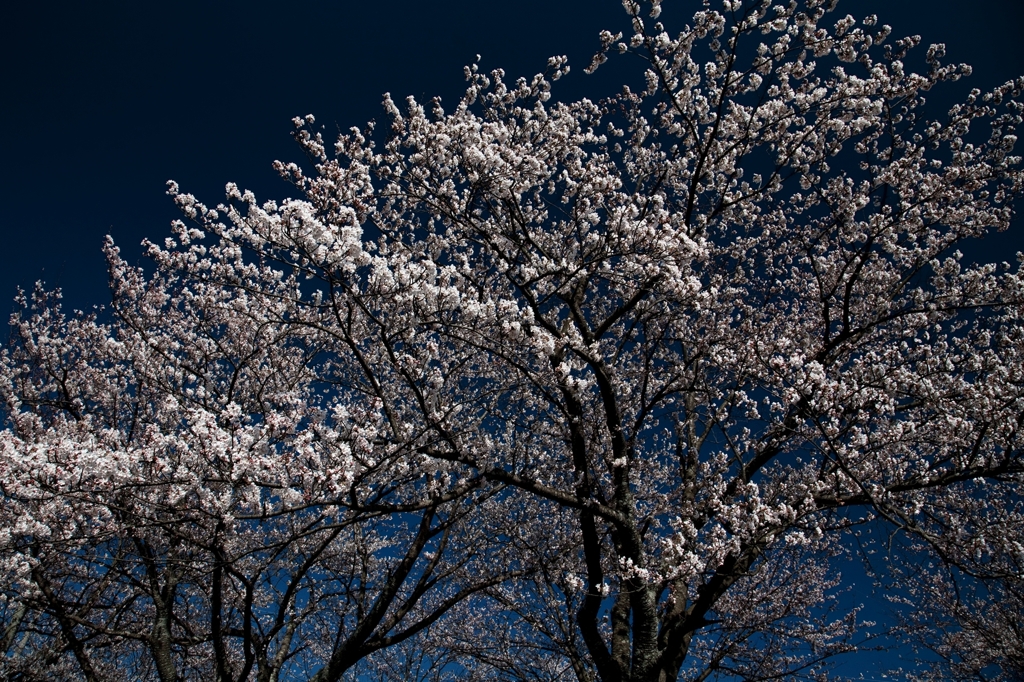 宮川堤の桜