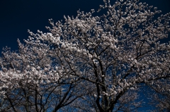 宮川堤の桜