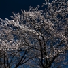 宮川堤の桜