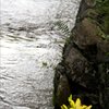 水辺の花