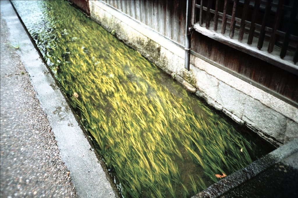 近江五箇荘にて　（トイカメラ）