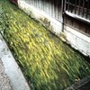 近江五箇荘にて　（トイカメラ）