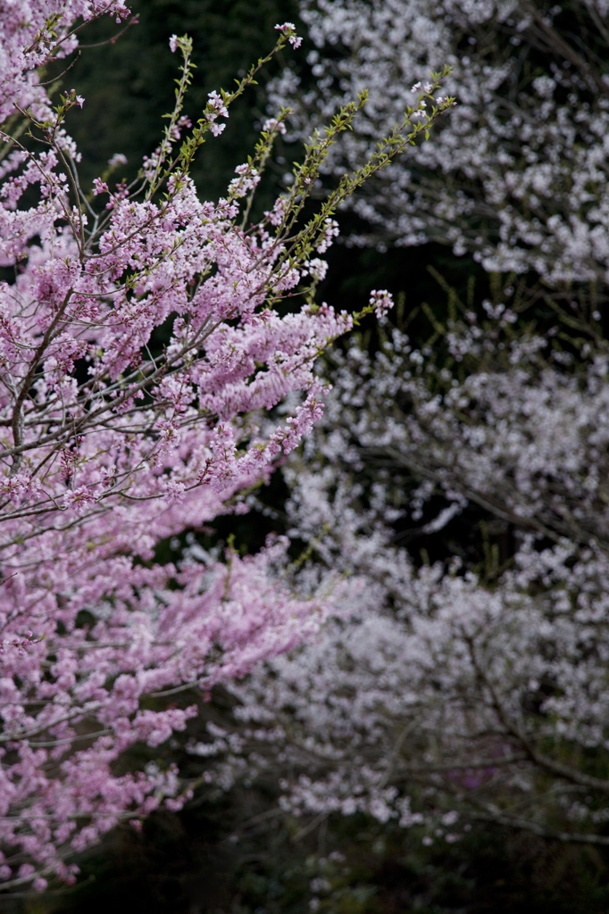 山の桜