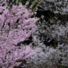 山の桜