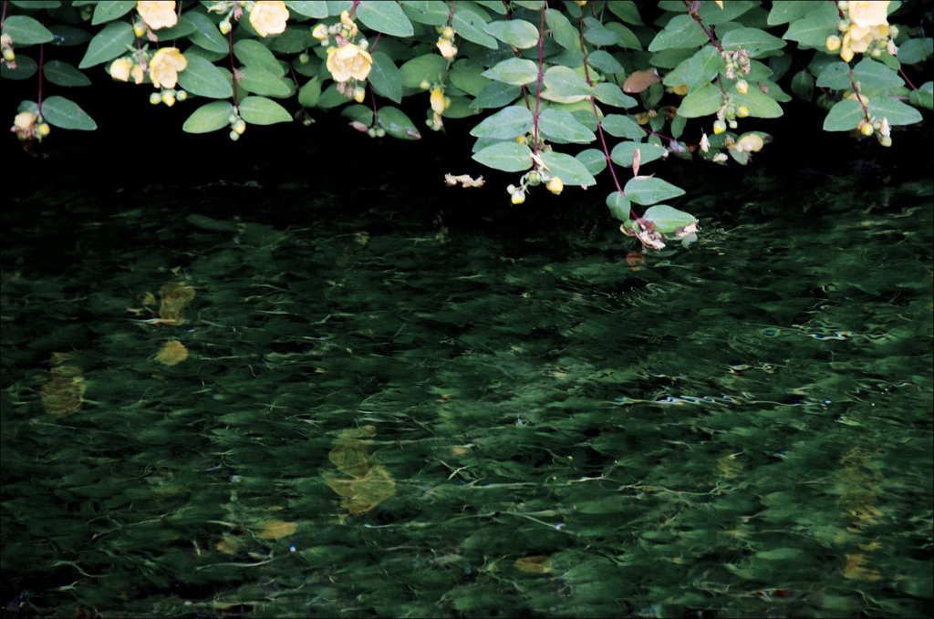 水辺の花