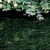 水辺の花