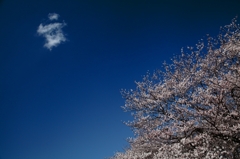 宮川堤の桜