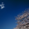 宮川堤の桜