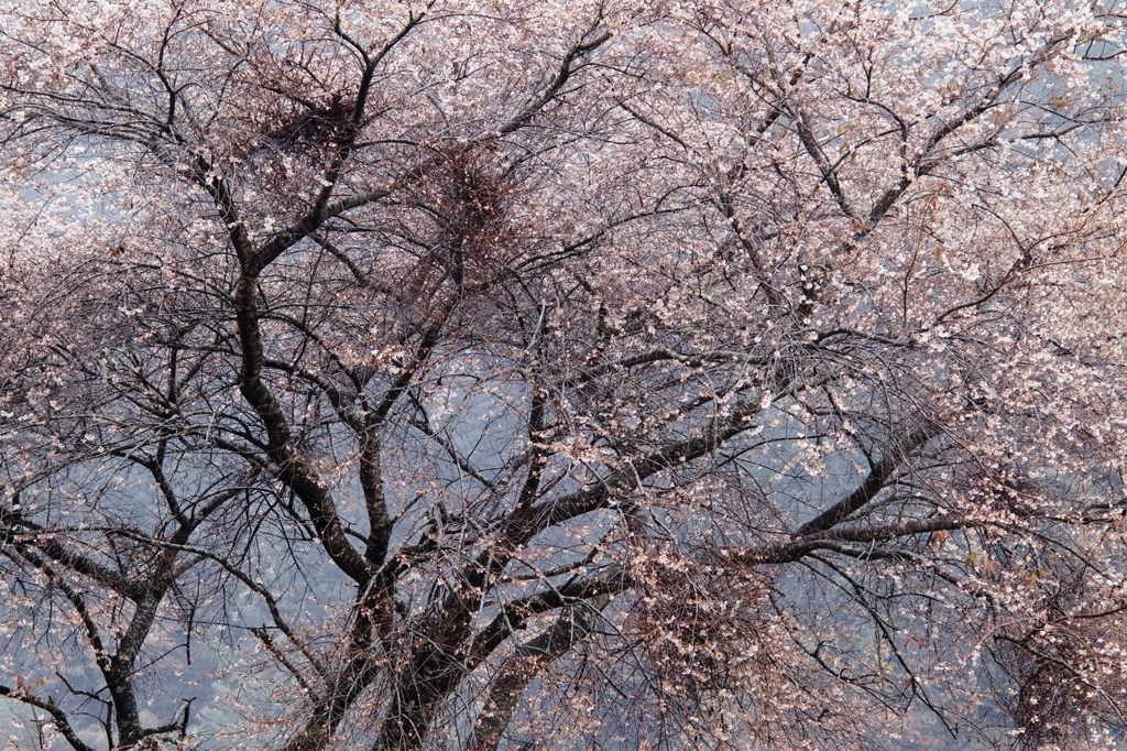 寒桜