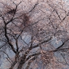寒桜