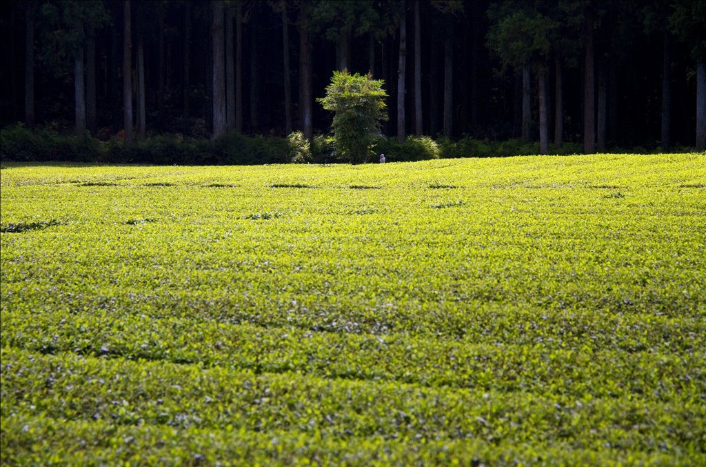 茶畑