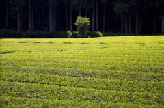 茶畑