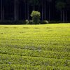 茶畑