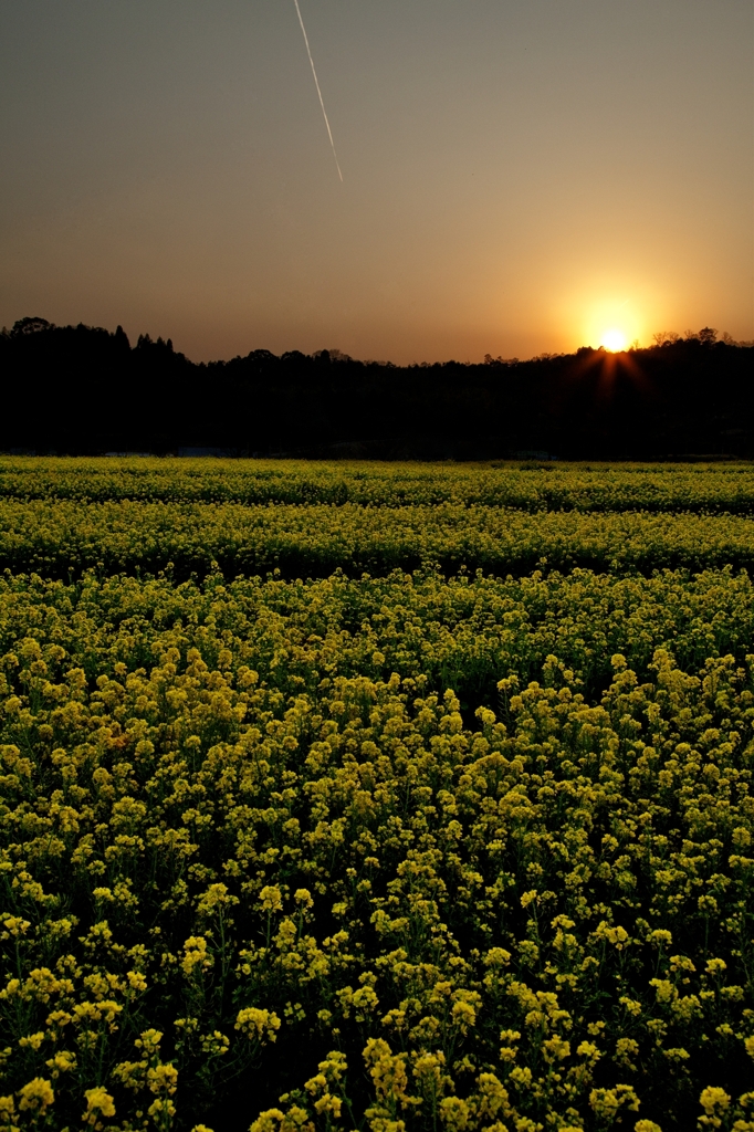 谷間の菜の花