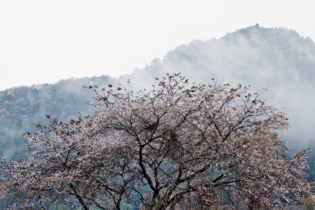 寒桜