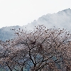寒桜
