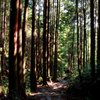 熊野古道残照