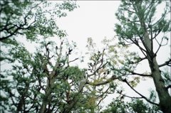 近江五箇所にて　（トイカメラ）