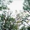 近江五箇所にて　（トイカメラ）