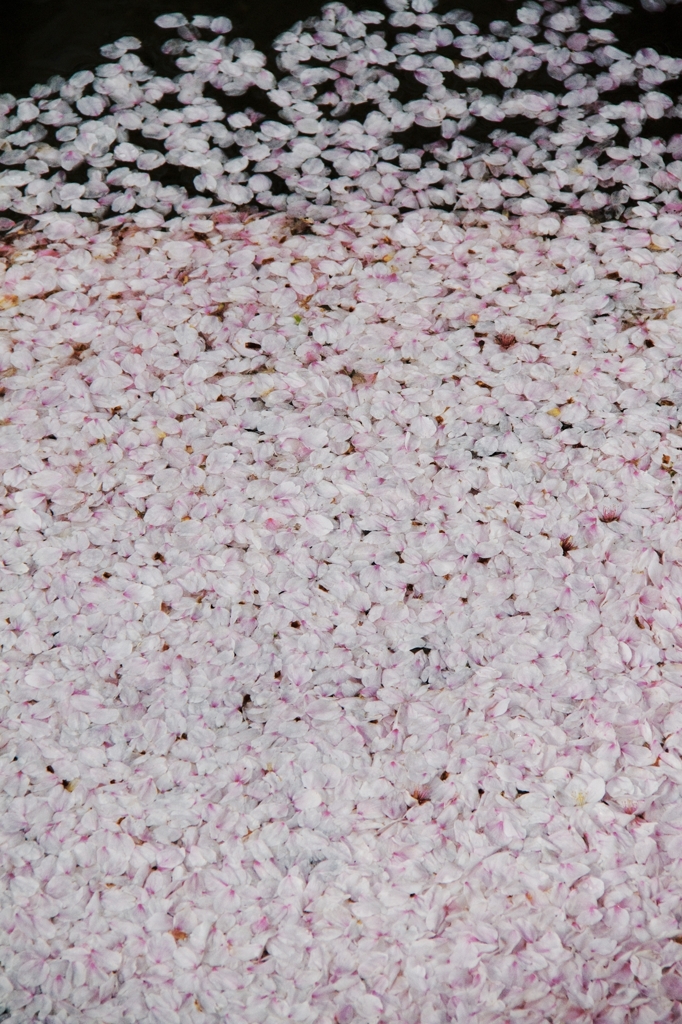 桜散る