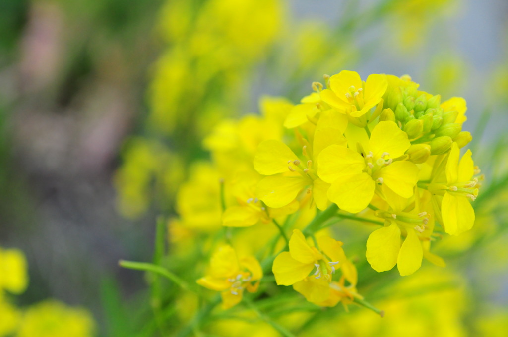 菜の花