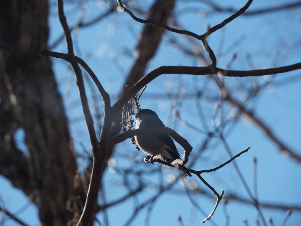 冬の野鳥撮影