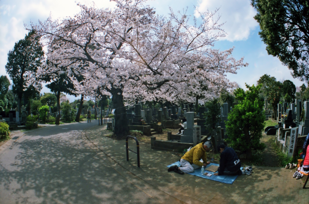 桜、墓地、将棋 II