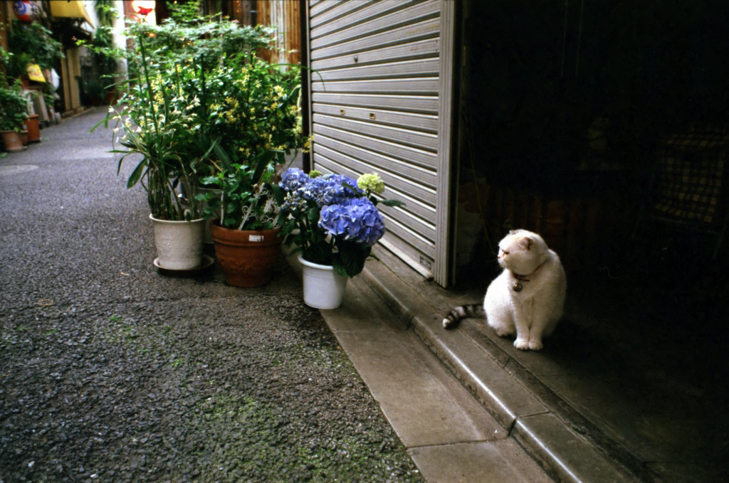 浅草日和　紫陽花と猫