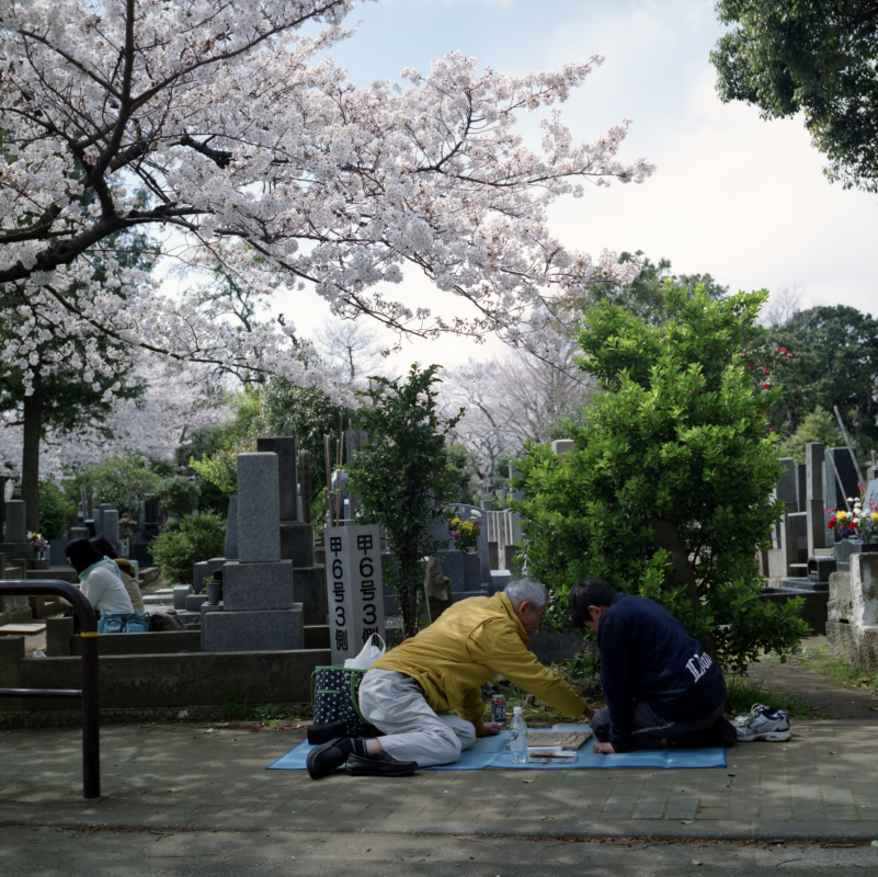 桜、墓地、将棋