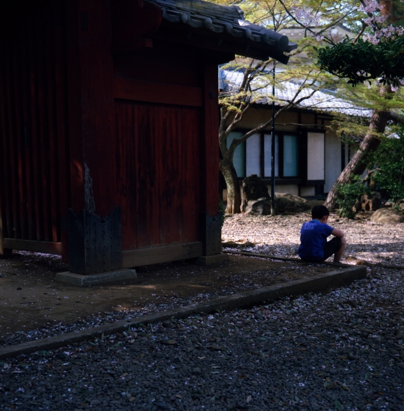 東京二眼旅行　桜と少年